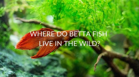 where are betta fish found|where do betta fish live.